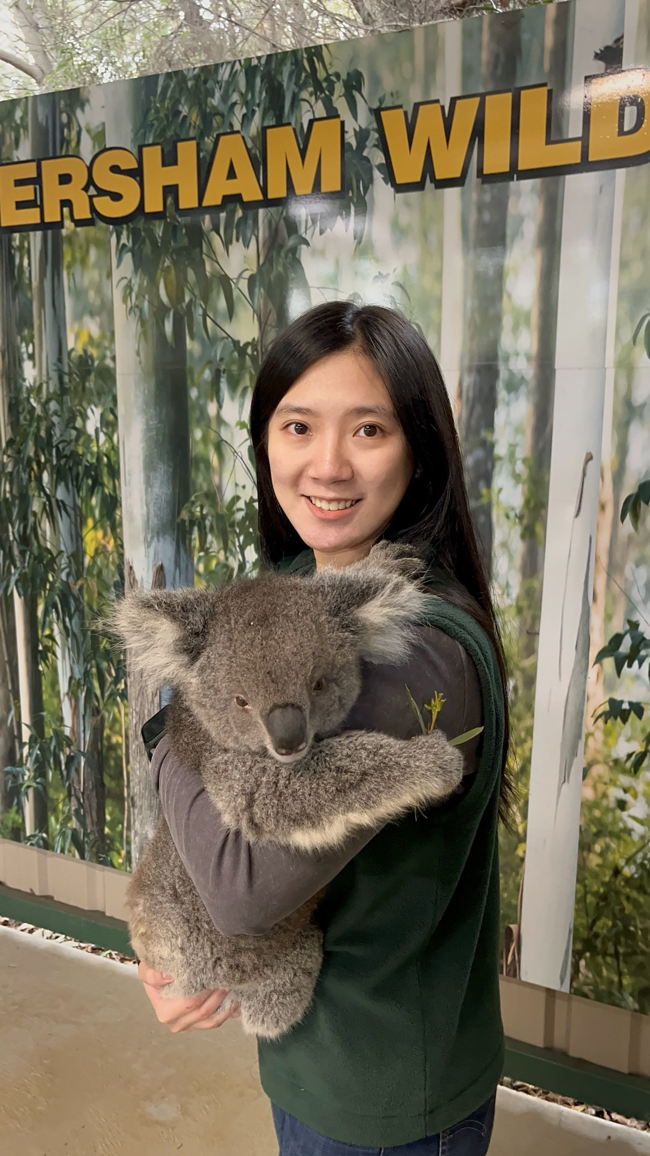 Cuddly Koala Experience